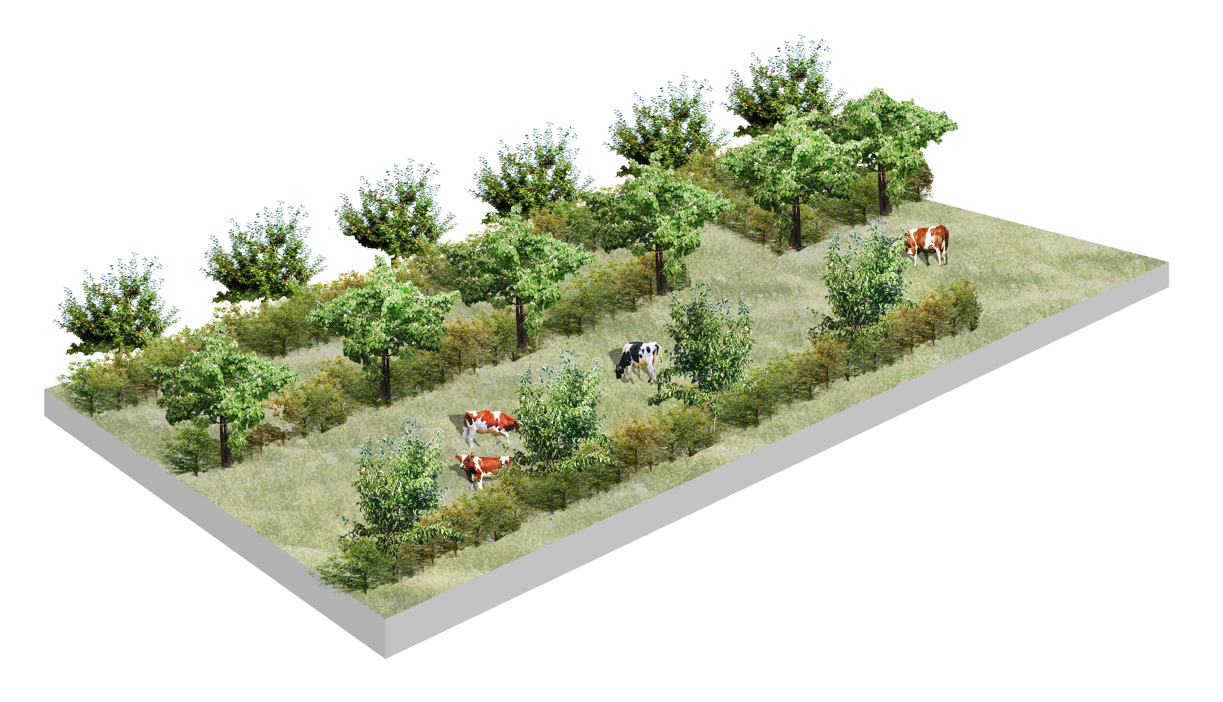 A visualisation of an orchard with multiple layers and cattle. ©Face Design Studio 2019