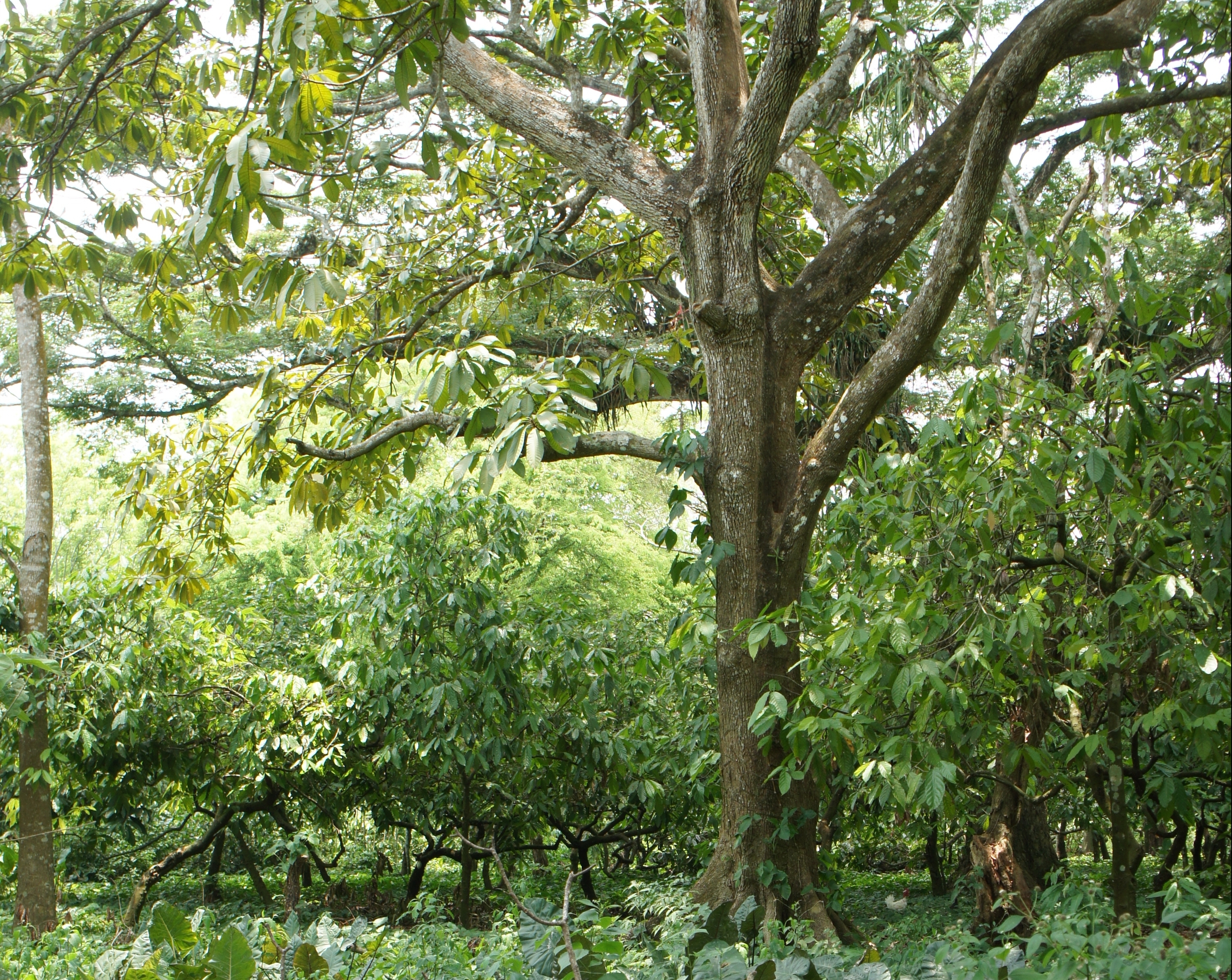 A food forest in Mexico, with among others taro, cacao, ice cream beam and red zapote. This form of edible landscape has been practised here for thousands of years. ©Natvise 2016