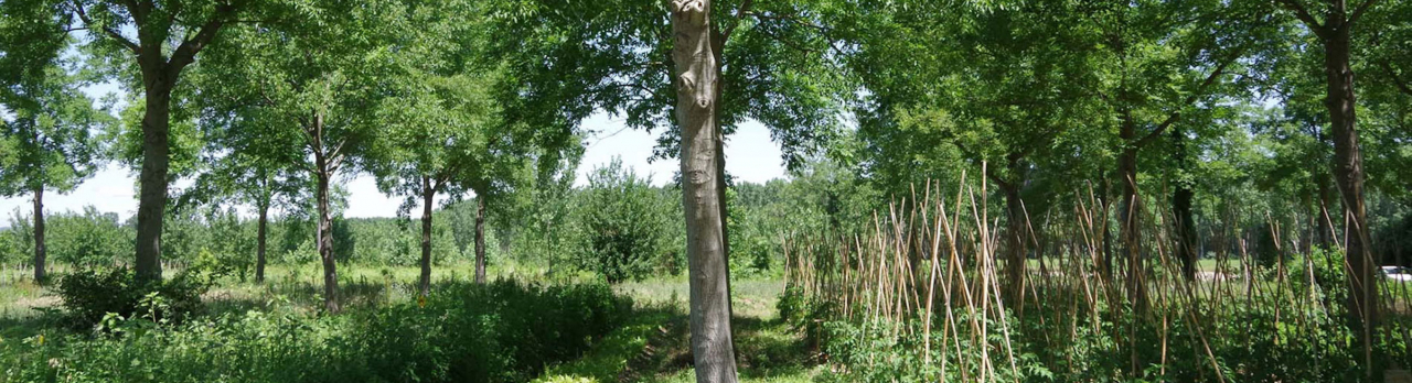 Agroforestry