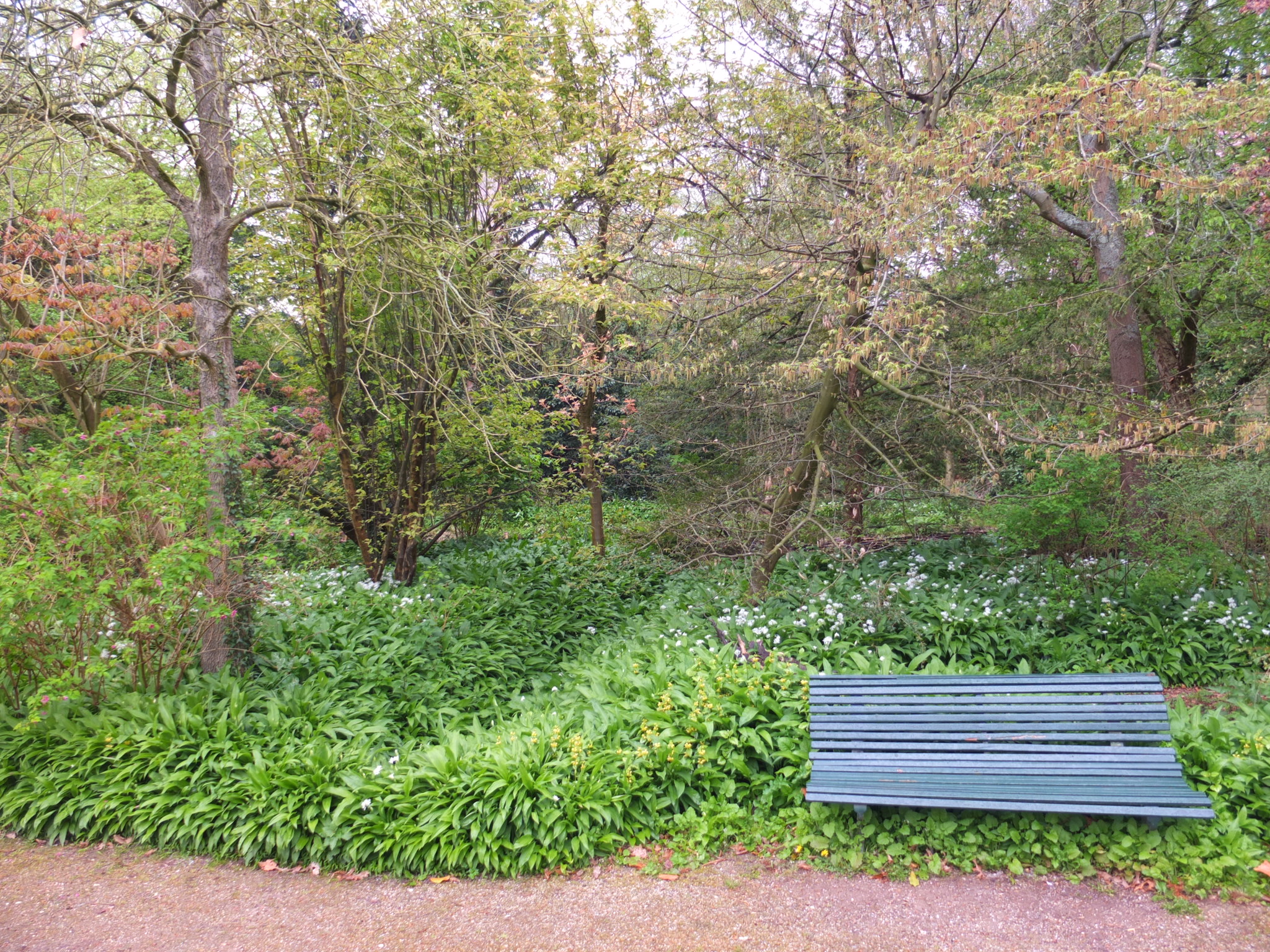 The layered structure of a food forest, with among many others, wild garlic, thimbleberry and chinese quince. ©Natvise, Food Forest De Overtuin, 2019. 